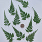 Dyed Morris fern