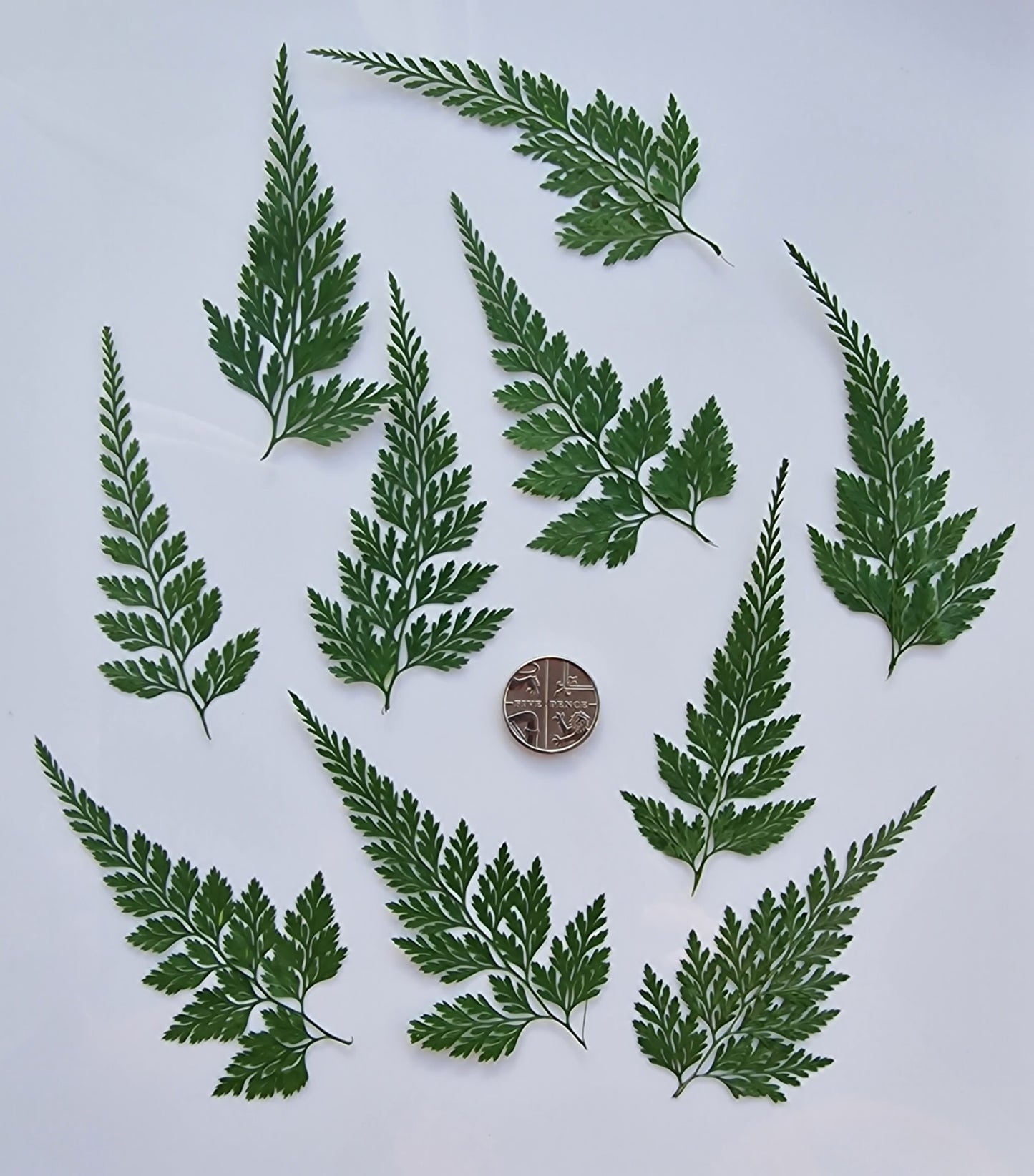 Dyed Morris fern