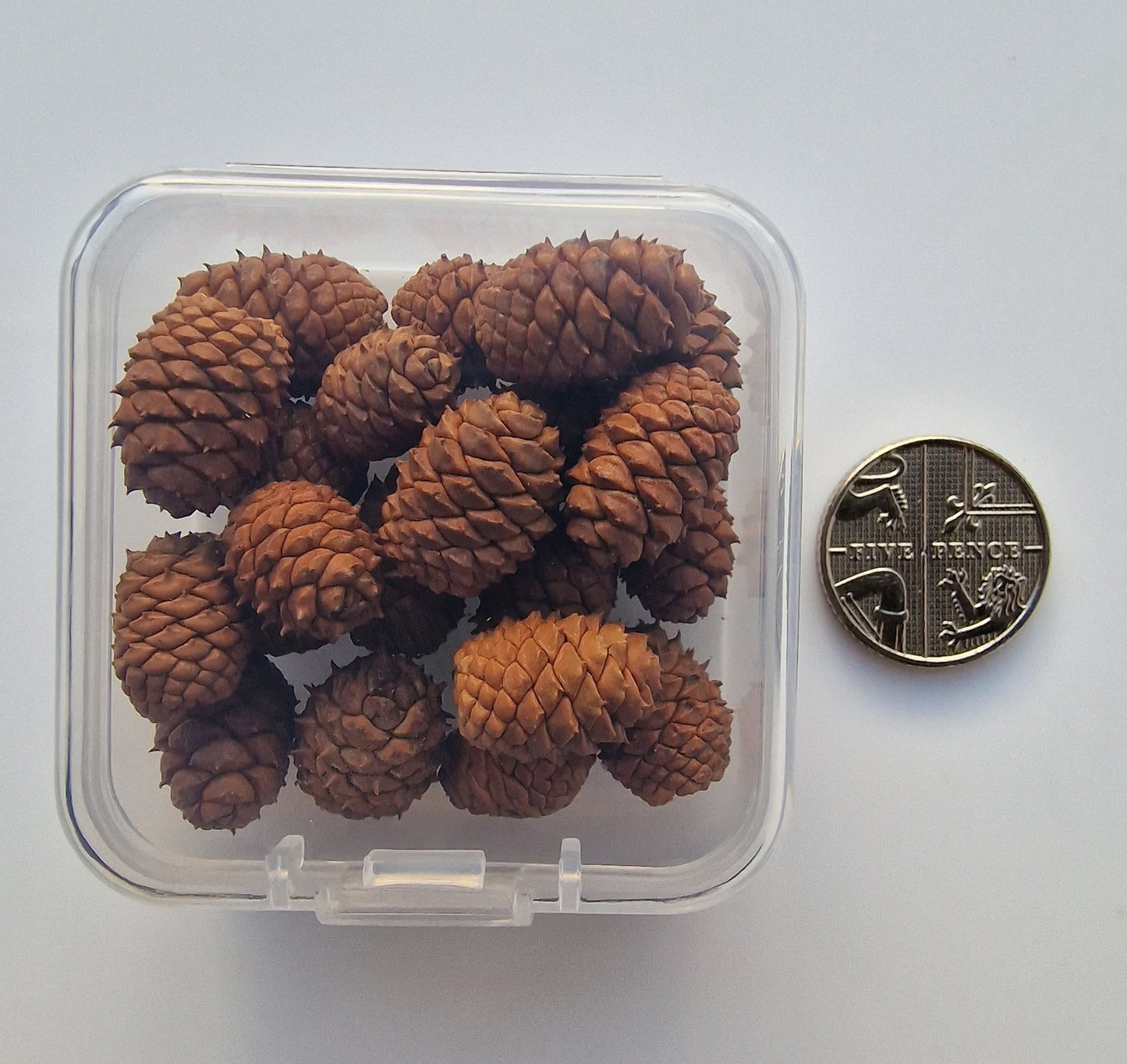 Baby pine cones