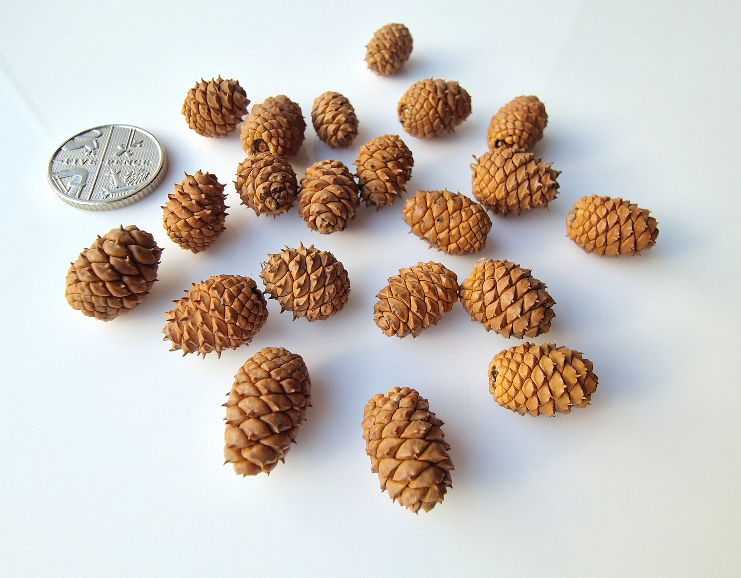 Baby pine cones