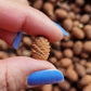 Baby pine cones