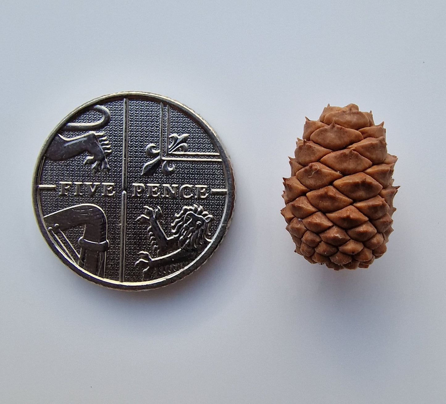 Baby pine cones