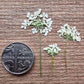 Side pressed Queen Anne's lace