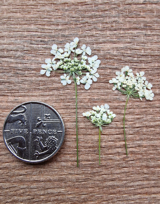 Side pressed Queen Anne's lace