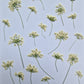 Side pressed Queen Anne's lace