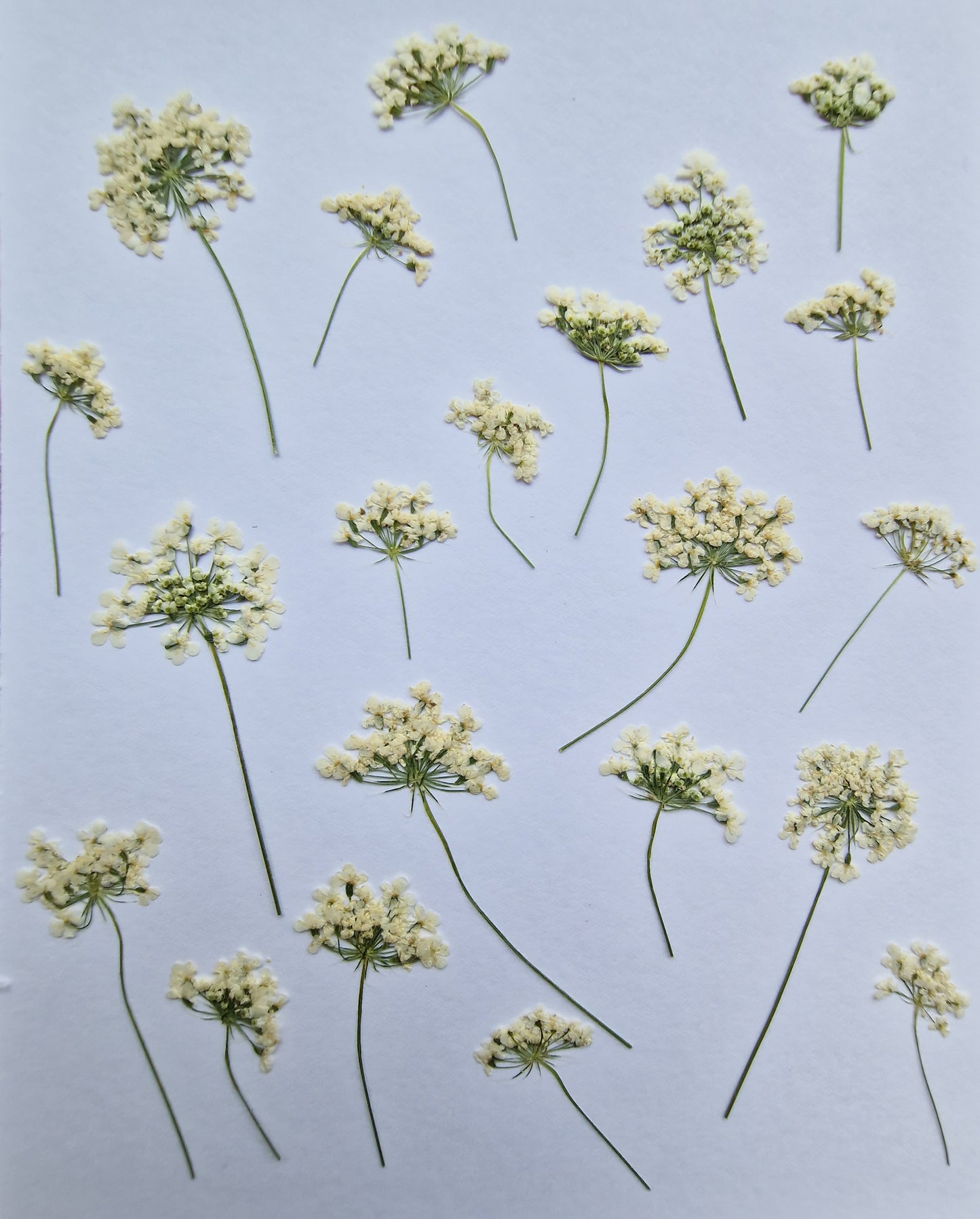 Side pressed Queen Anne's lace