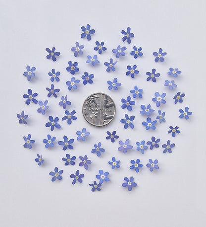Bargain pot of forget me nots/ B grade