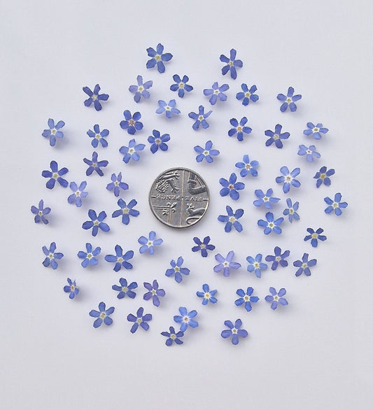 Bargain pot of forget me nots/ B grade
