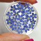 3d forget me nots small/medium