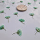 Pressed Gypsophila FRESH