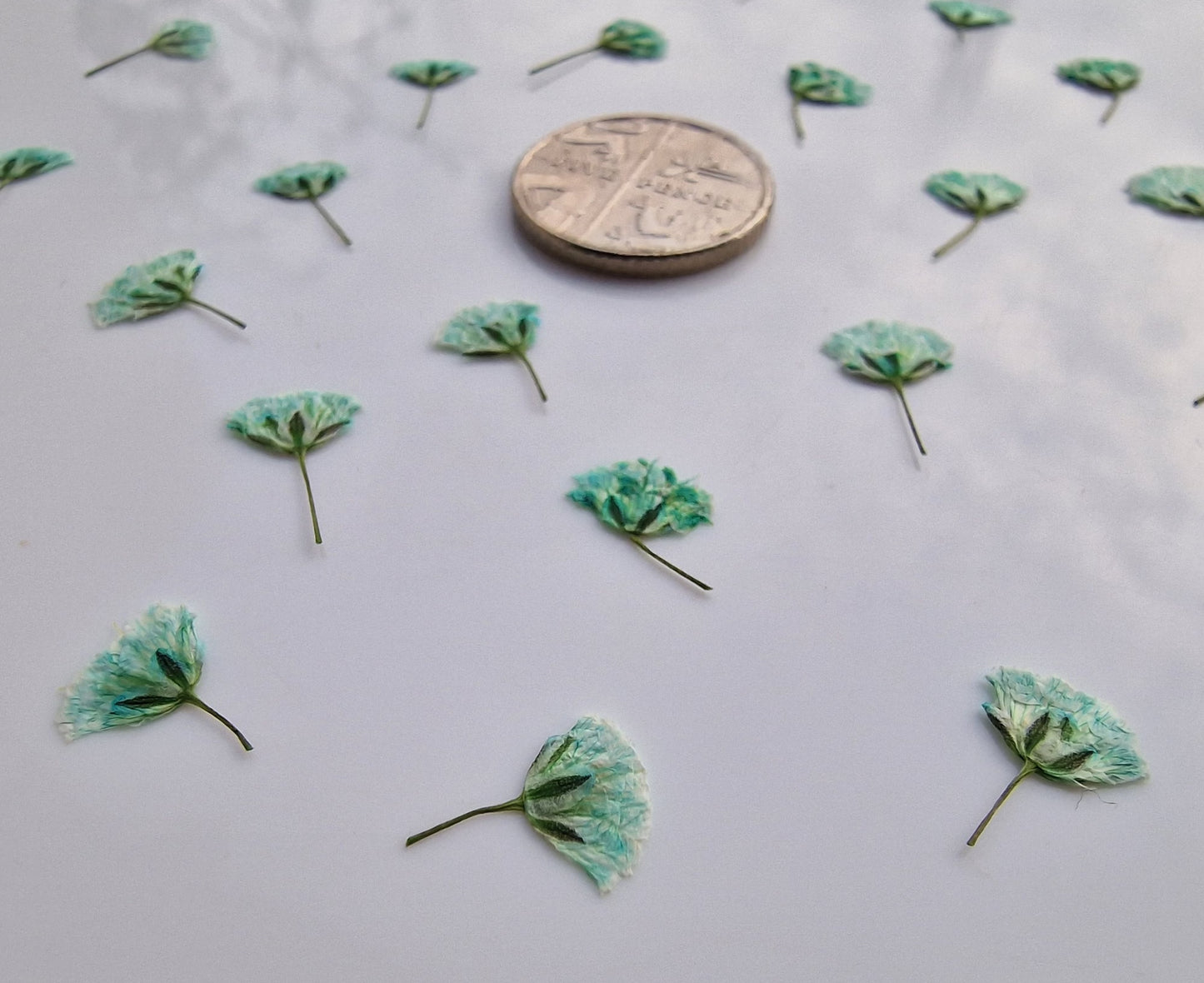 Pressed Gypsophila FRESH