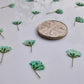 Pressed Gypsophila FRESH