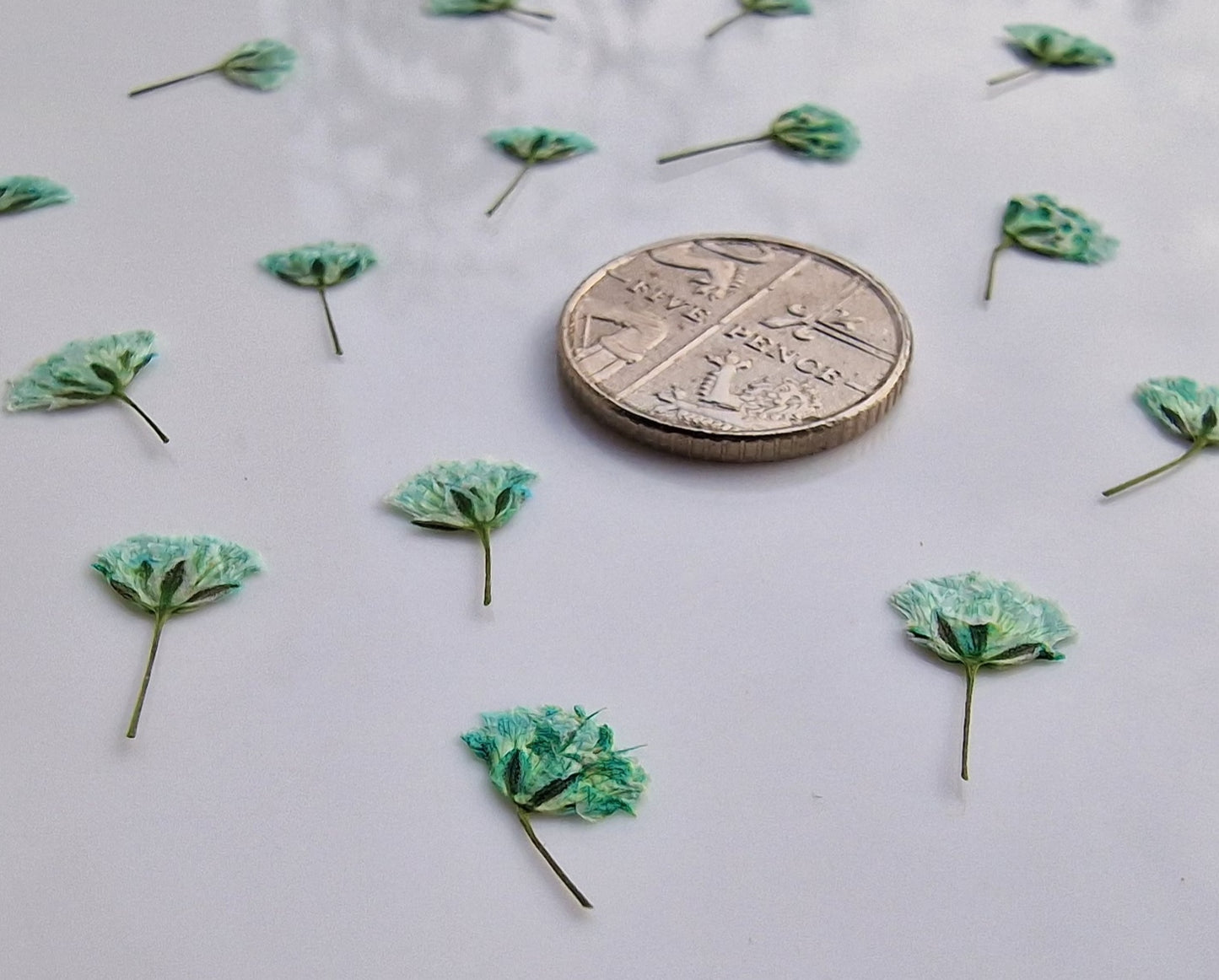 Pressed Gypsophila FRESH