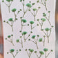 Pressed Gypsophila FRESH