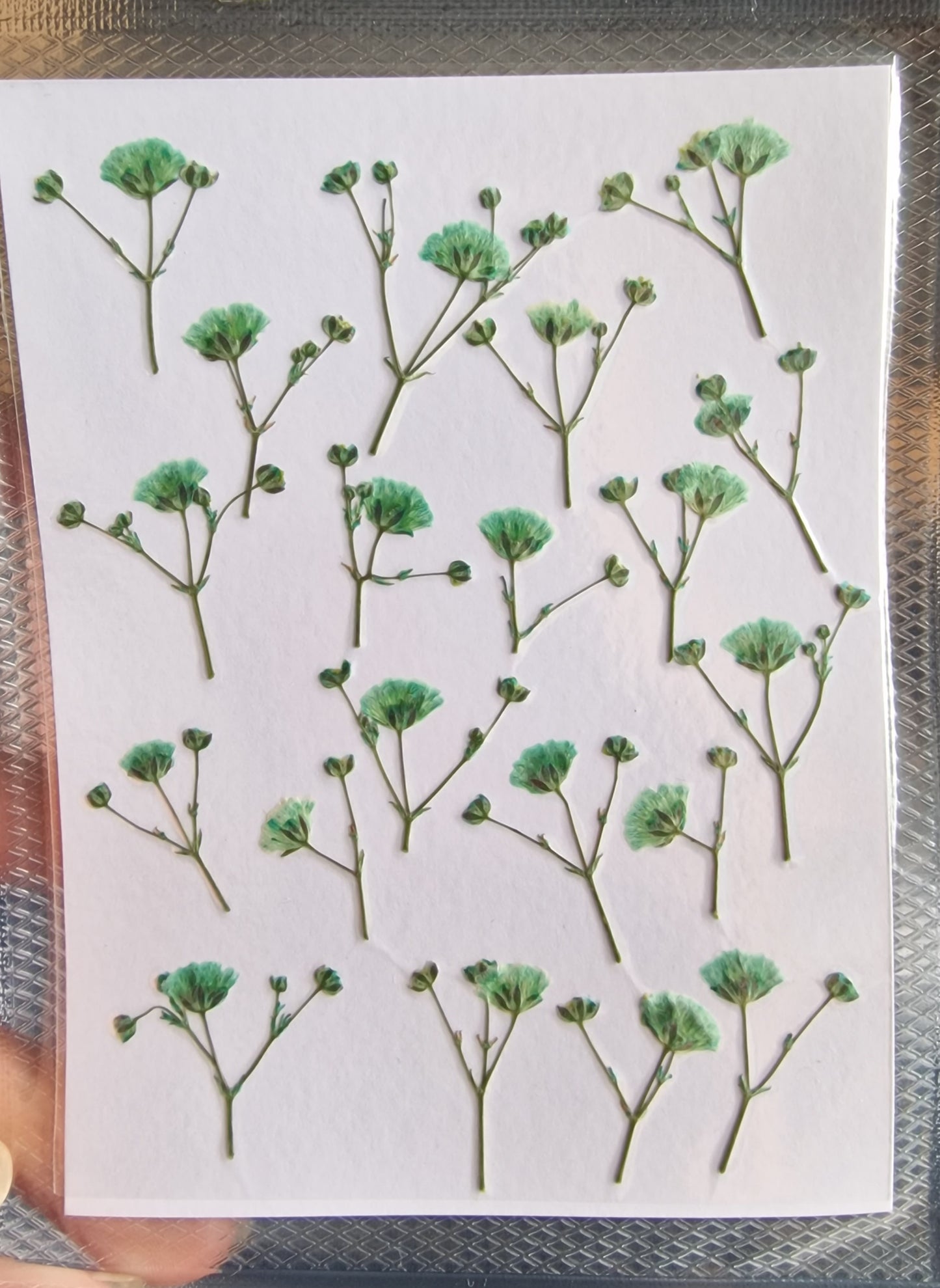 Pressed Gypsophila FRESH