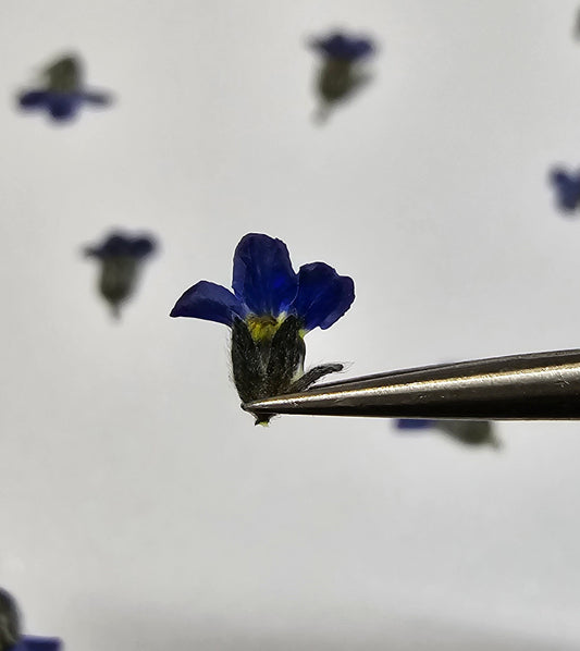 Tiny pressed forget me not buds