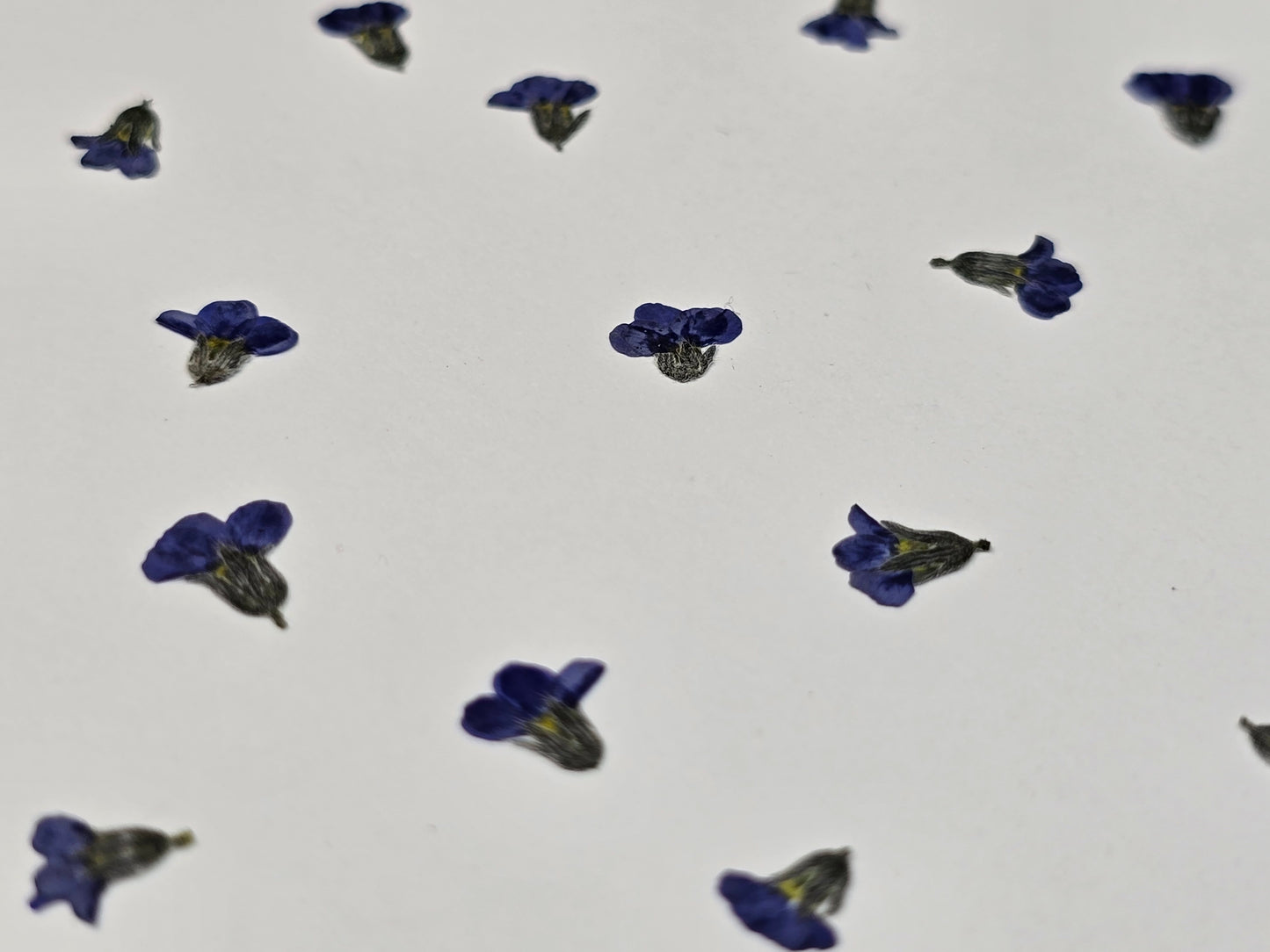 Tiny pressed forget me not buds