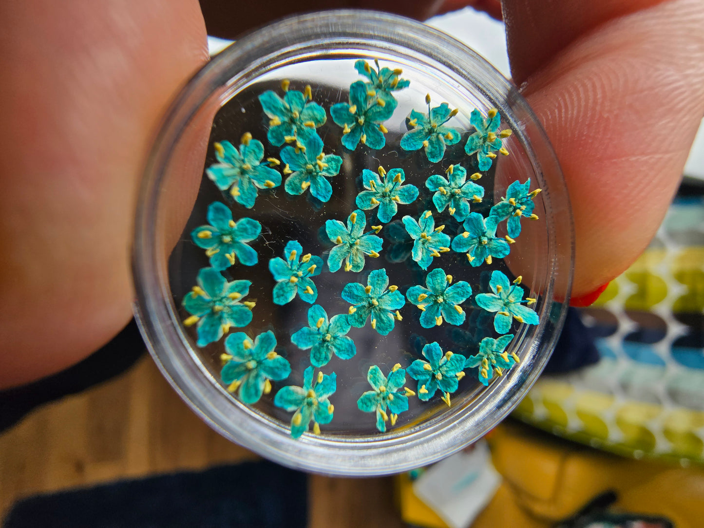 Dyed Elderflower