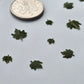 Tiny maple leaves