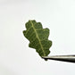 Tiny oak leaves