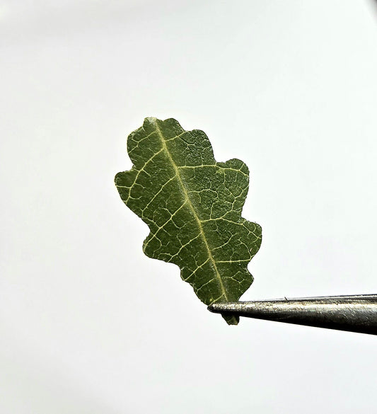 Tiny oak leaves