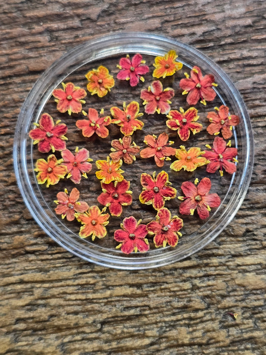 Dyed Elderflower Clearance