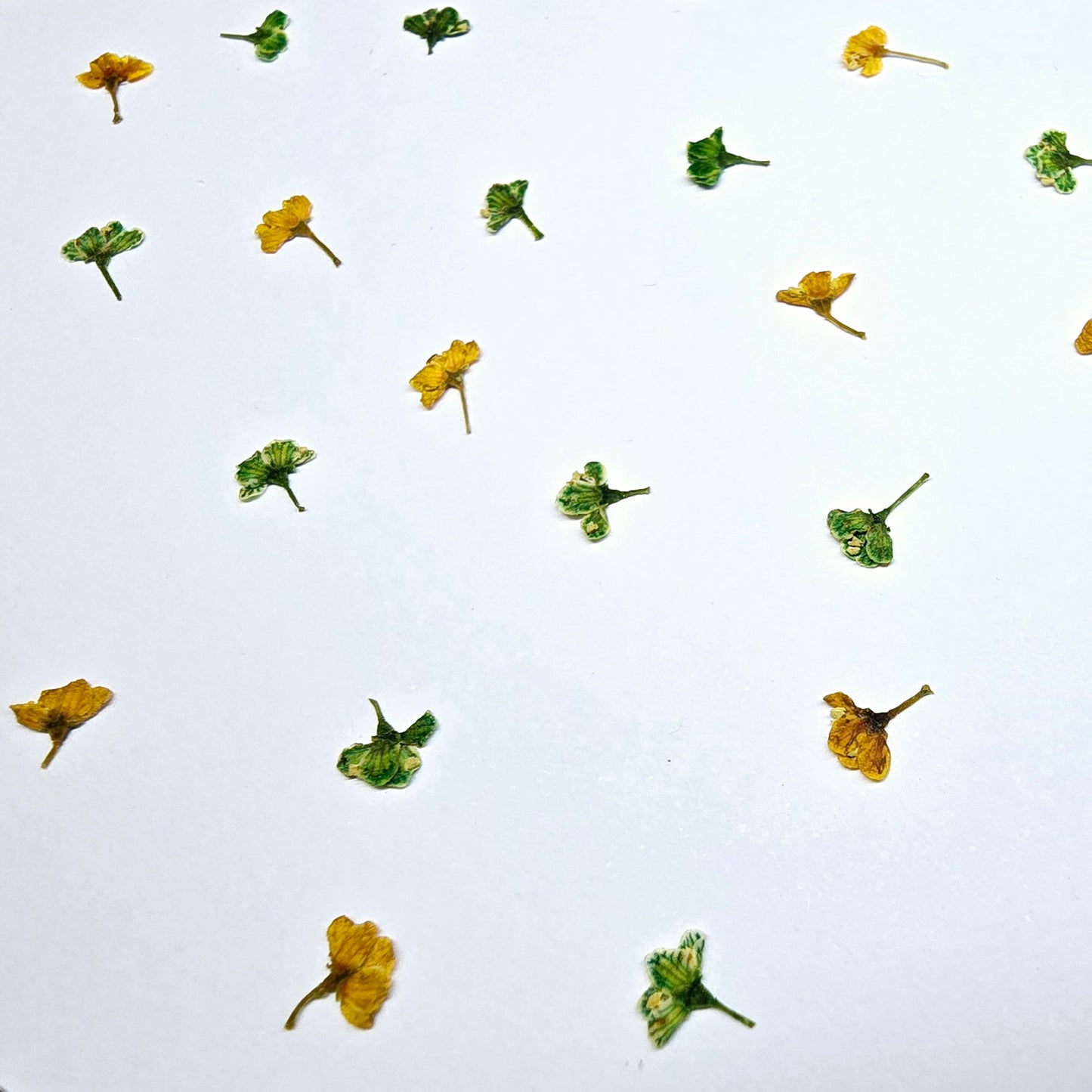 Side pressed elderflowers