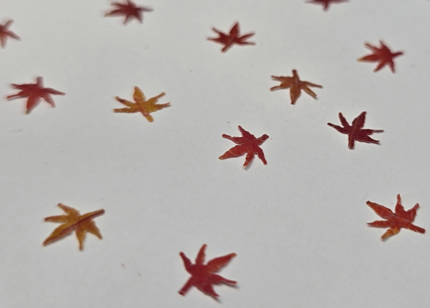 Tiny japanese maple leaves