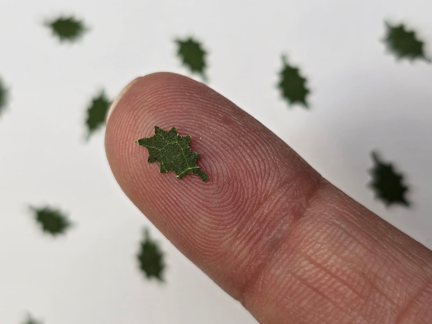 Tiny holly leaves