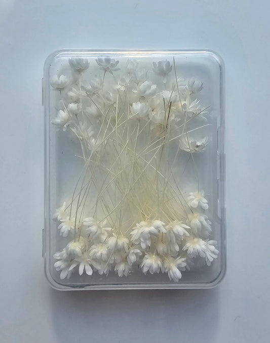 glixia flowers