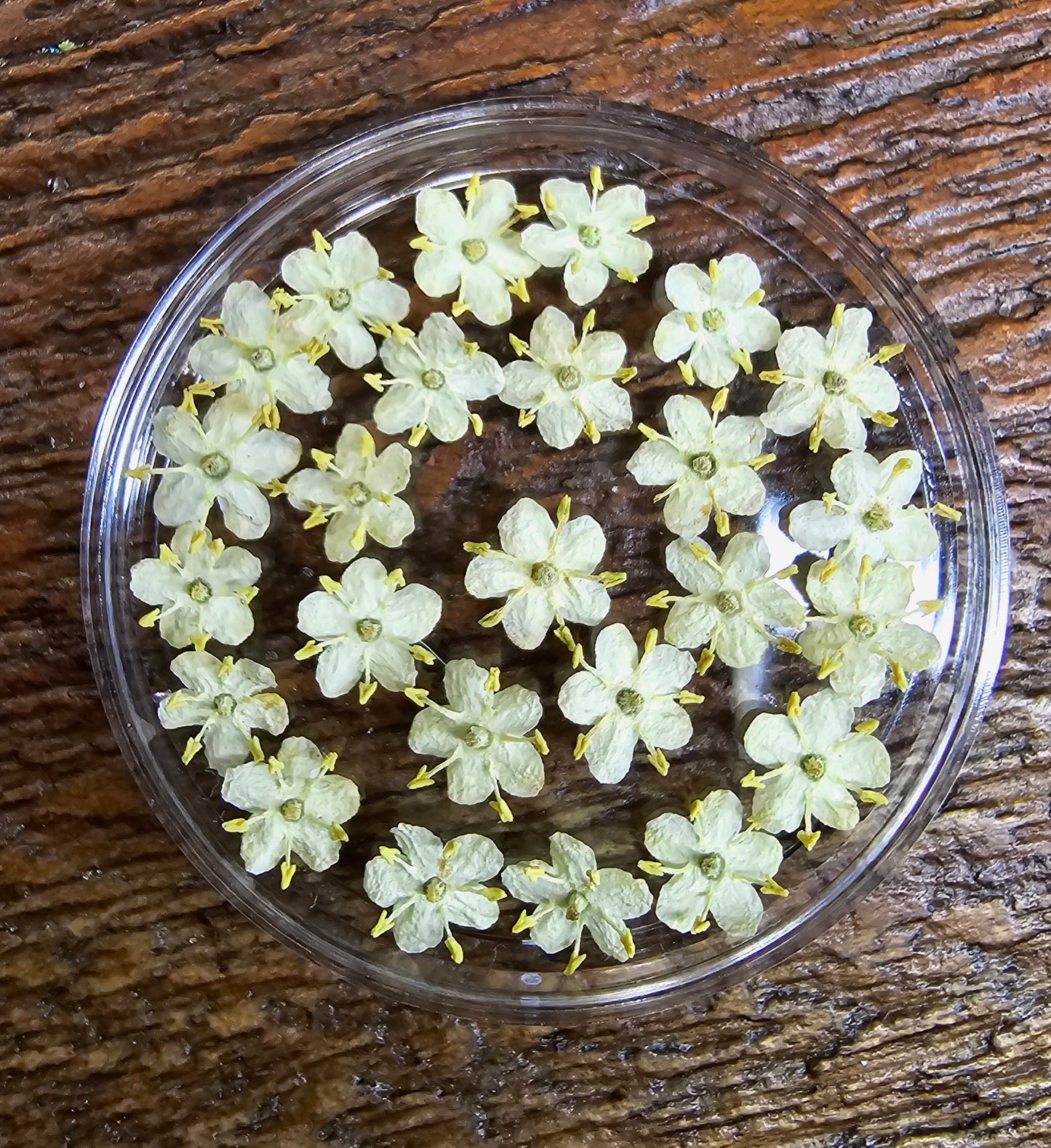 Dyed Elderflower