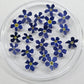 3d Forget Me Nots tiny/small