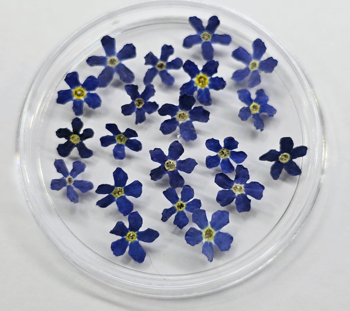 3d Forget Me Nots tiny/small