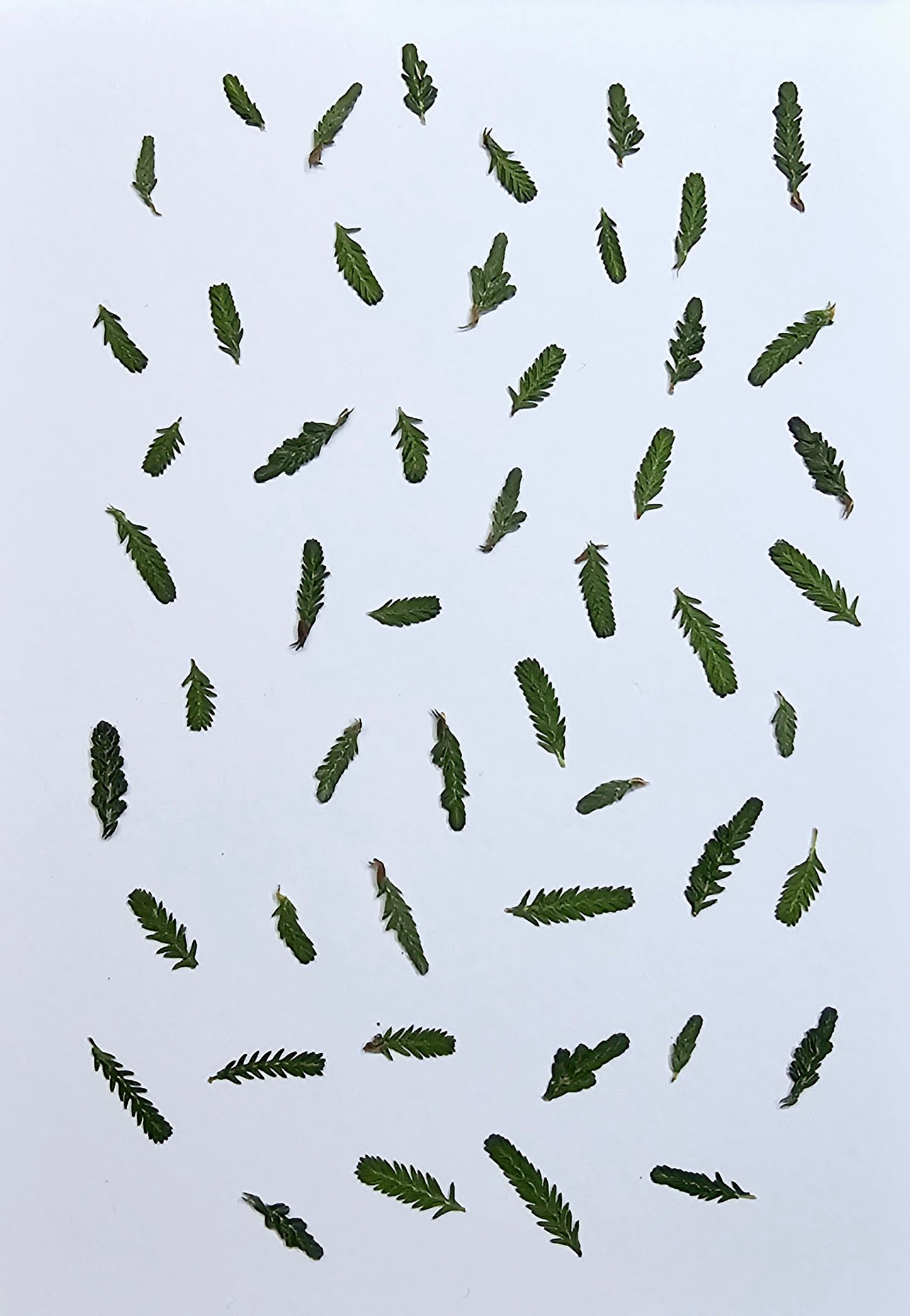 Pressed Christmas trees