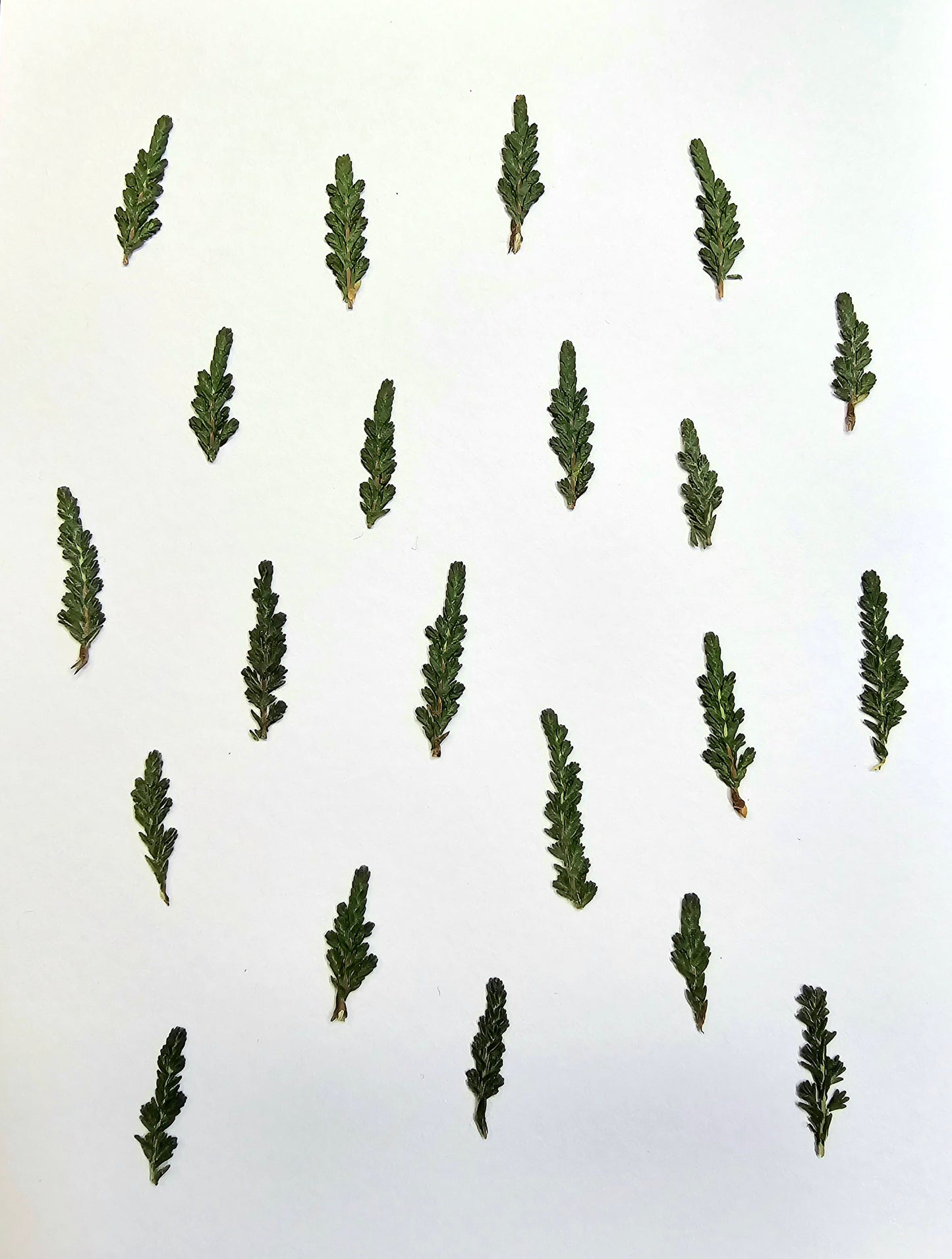 Pressed Christmas trees
