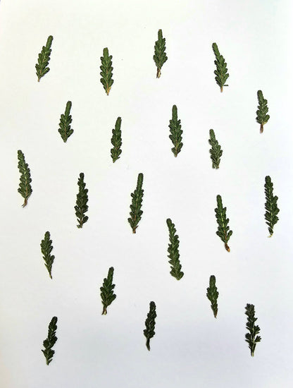 Pressed Christmas trees