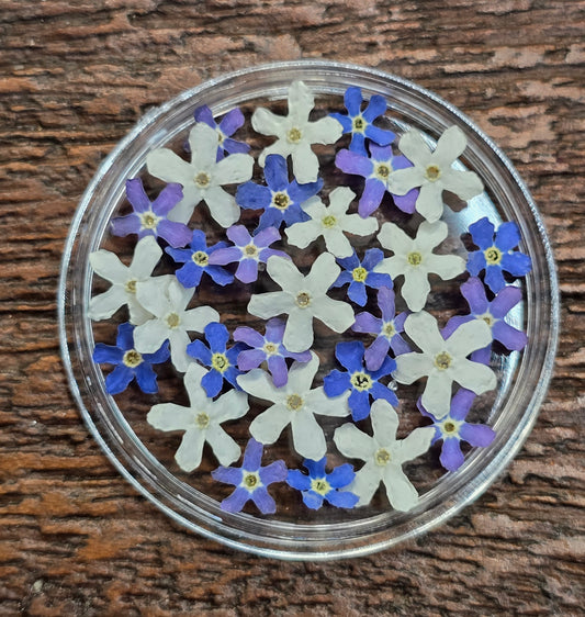 Forget me nots TRICOLORE