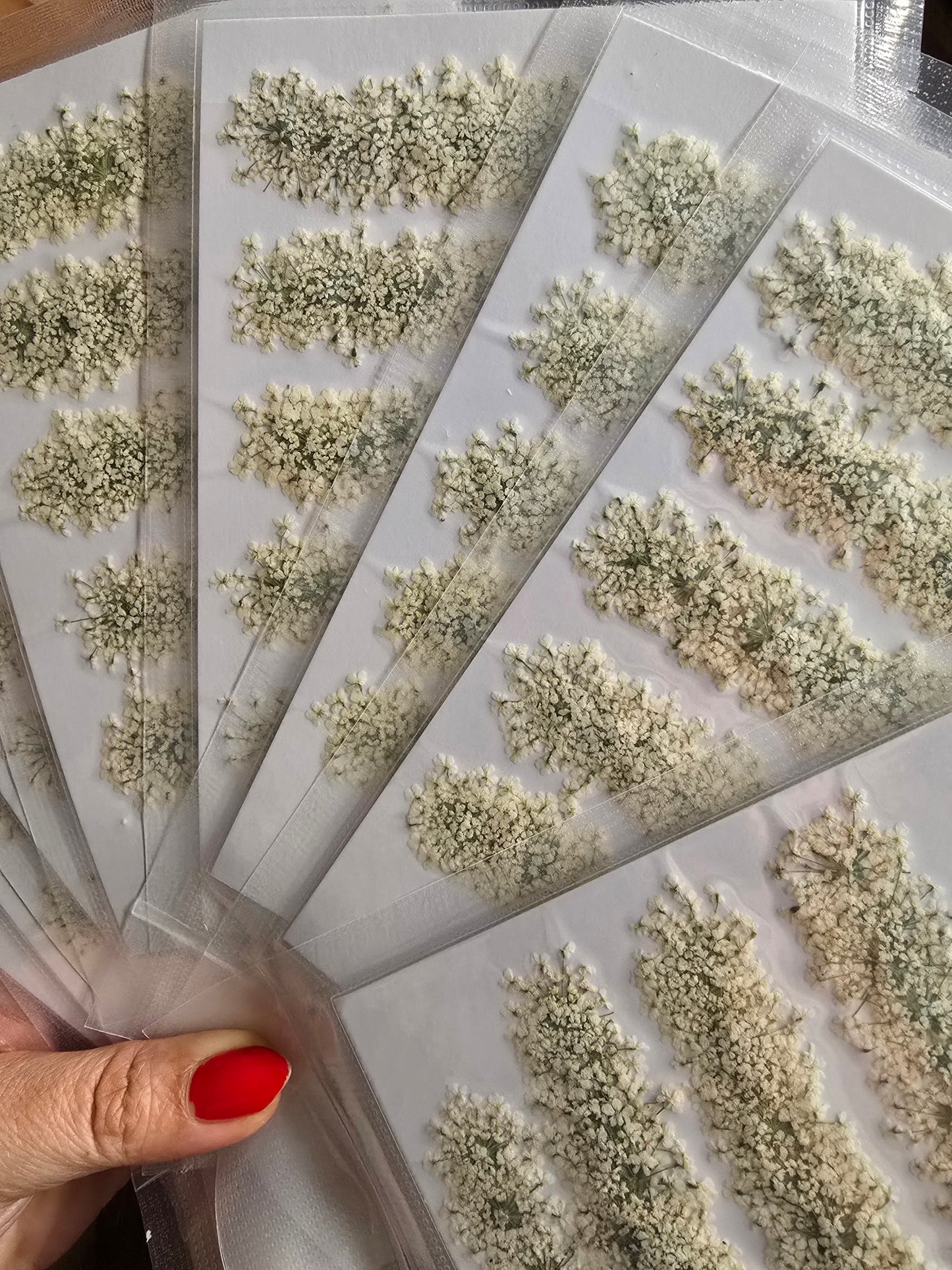Queen Ann's lace bulk packs