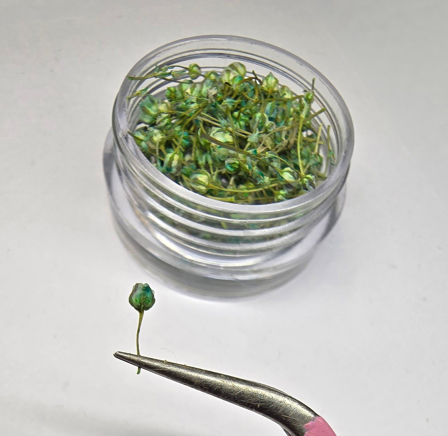 Tiny gypsophila buds