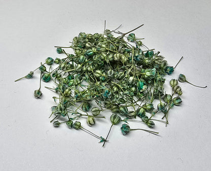 Tiny gypsophila buds