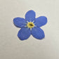 Pressed Forget-me-nots