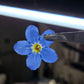 Pressed Forget-me-nots