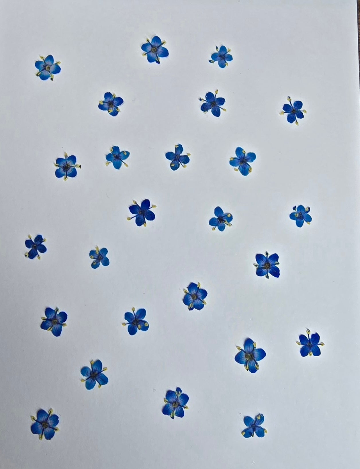 Presseed "Butterfly" Elderflower