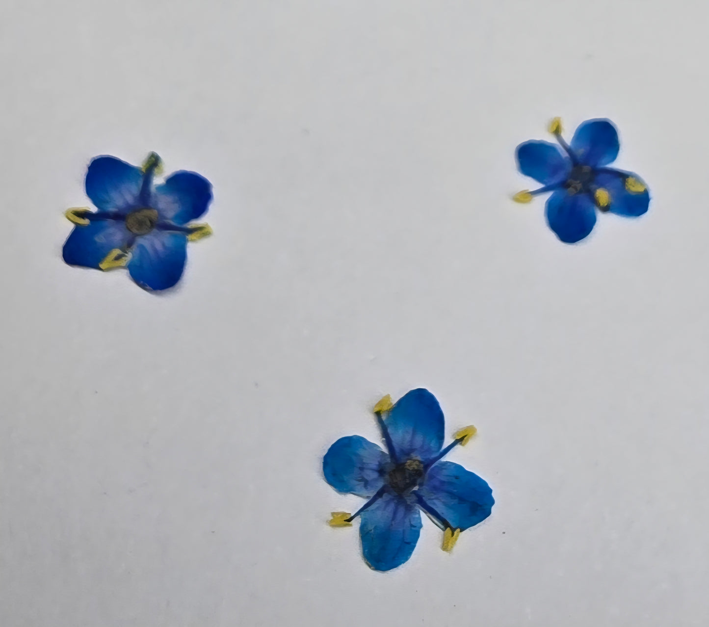 Presseed "Butterfly" Elderflower