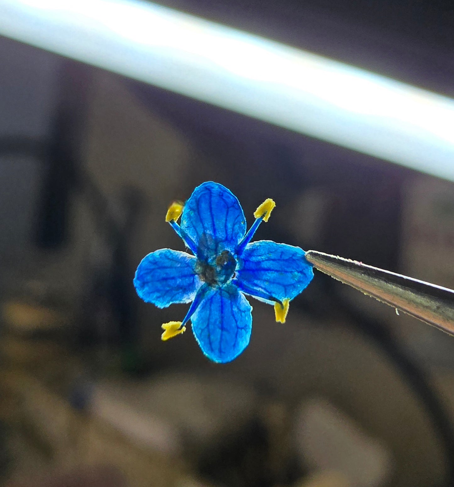 Presseed "Butterfly" Elderflower