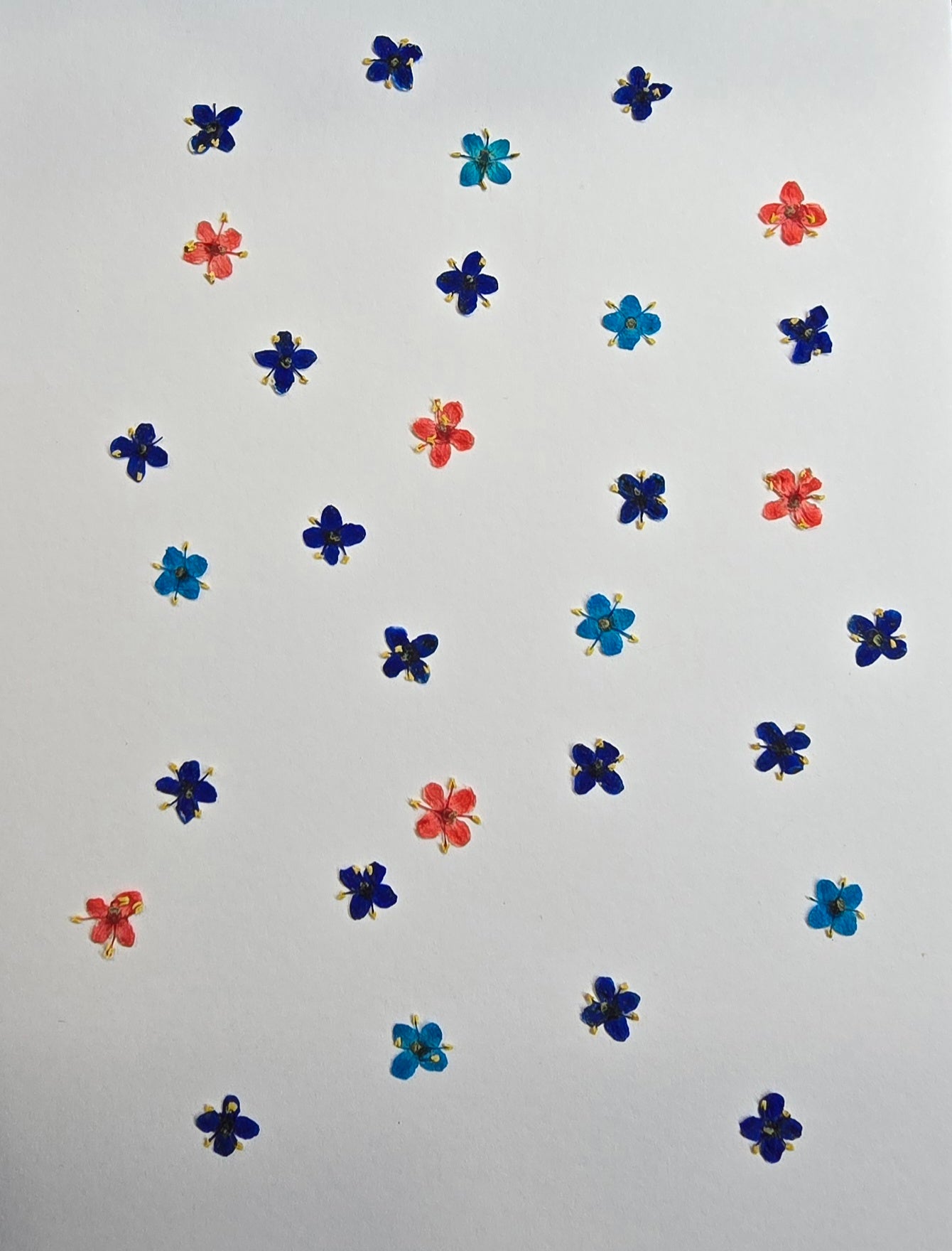 Presseed "Butterfly" Elderflower