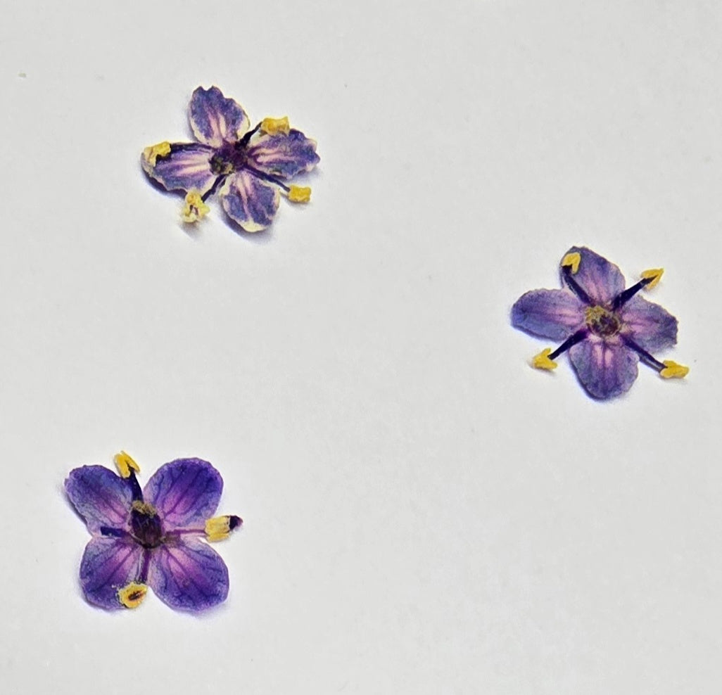 Presseed "Butterfly" Elderflower