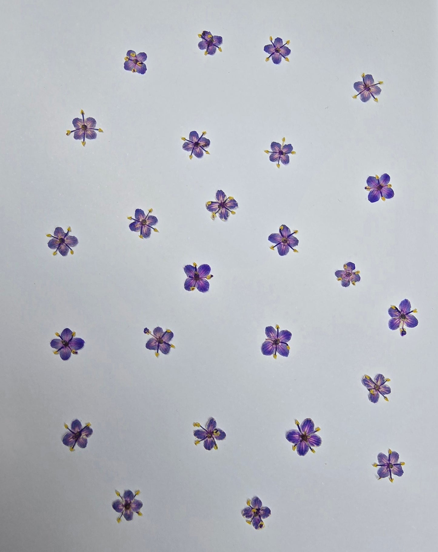 Presseed "Butterfly" Elderflower