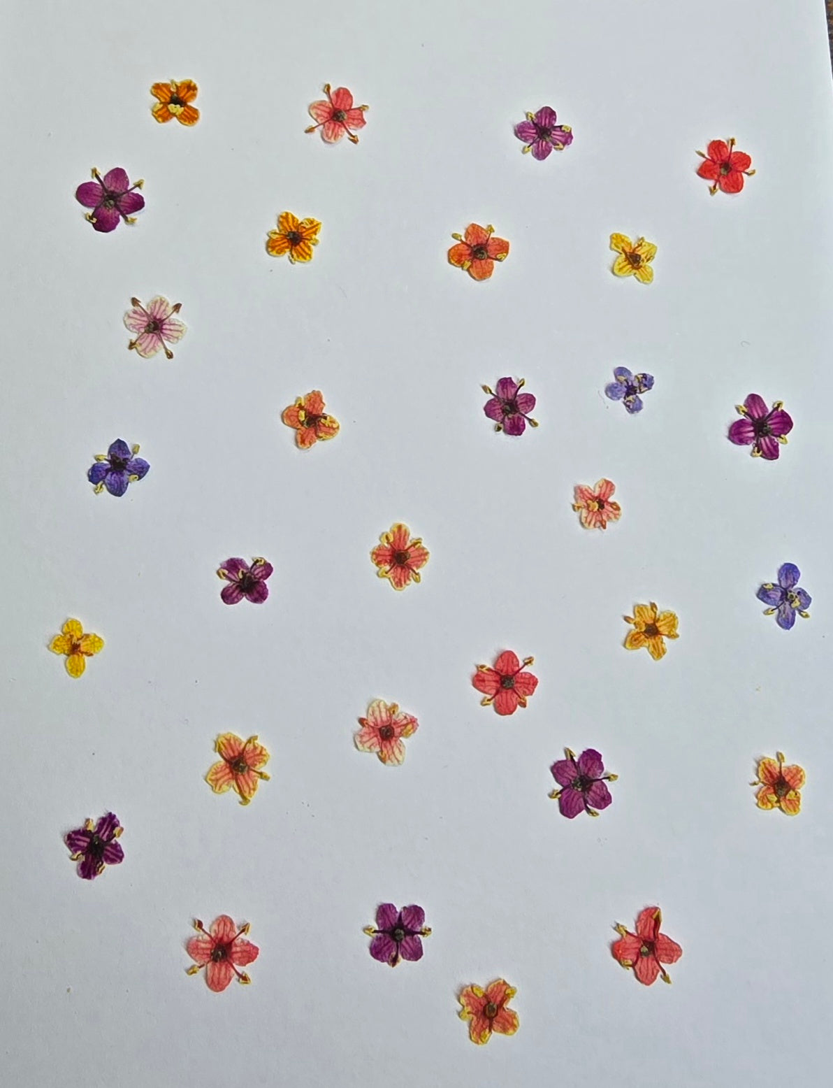 Presseed "Butterfly" Elderflower