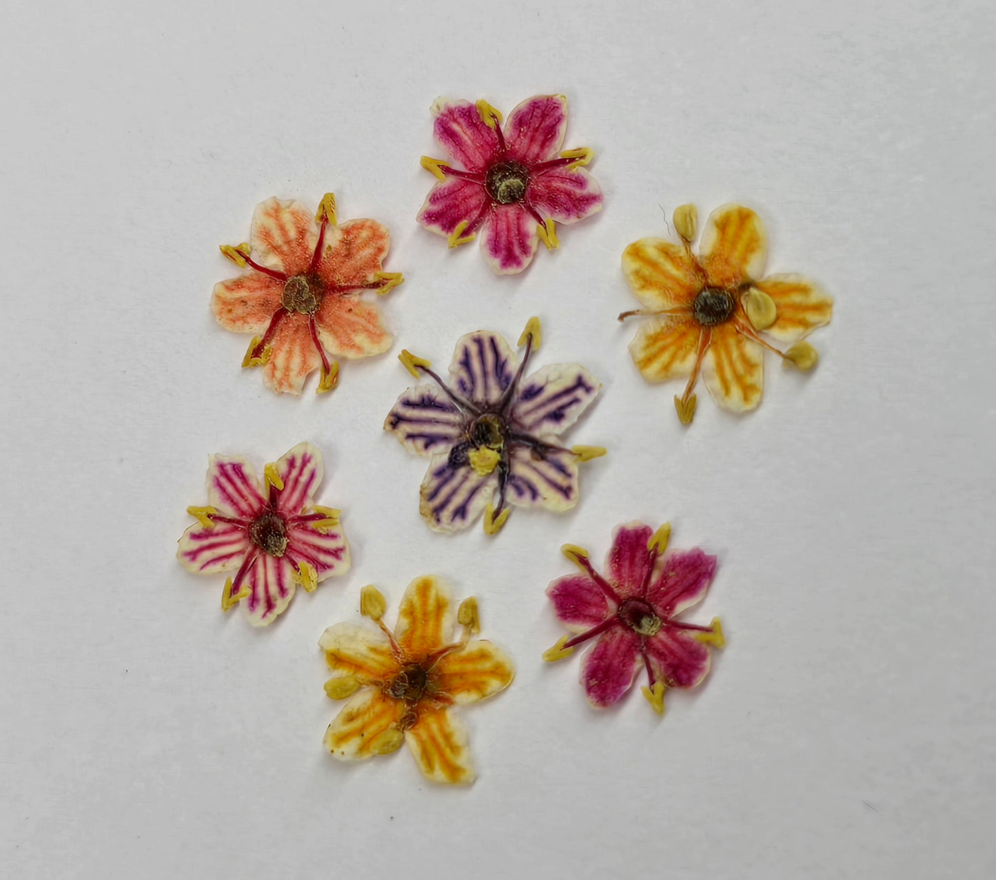 Tiny pressed elderflower